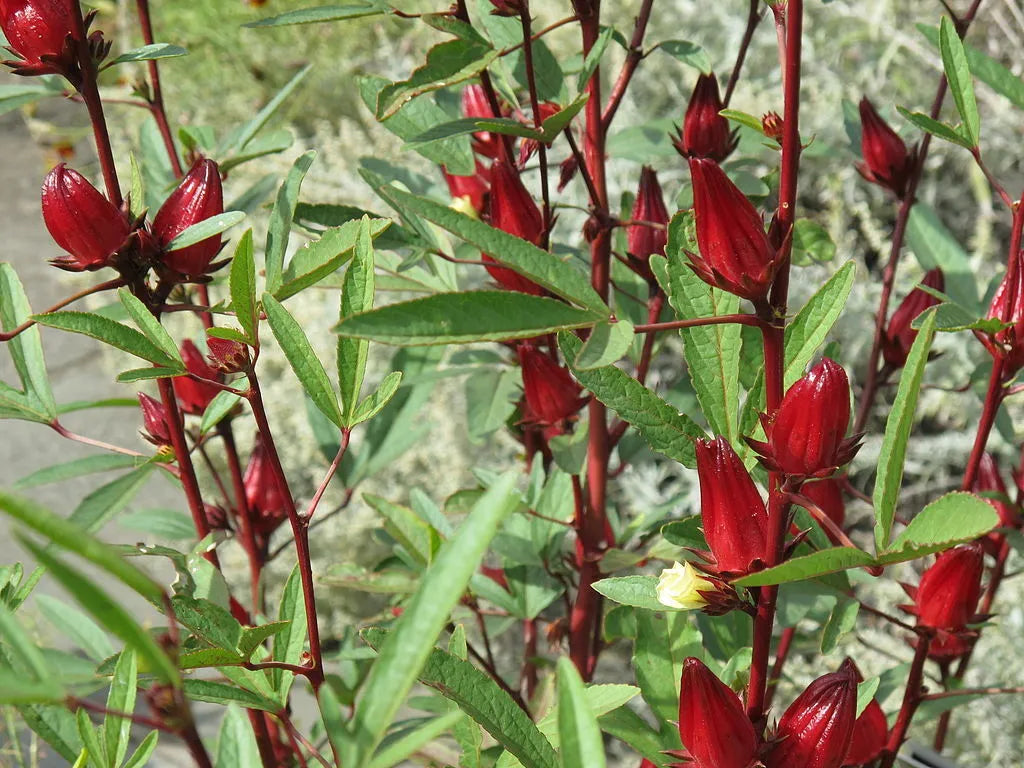 50 Roselle Seeds Asian Sour Leaf Hibiscus sabdariffa
