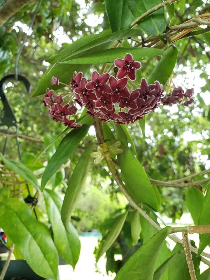 Hoya Lamingtoniae Plant - Rooted Burgundy Flowering Succulent - Unique Long Thin Leaves - Easy Care Houseplant