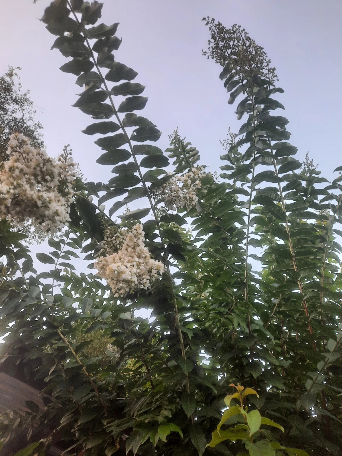 Crape Myrtle Cuttings - 10 Rare 'Natchez' Unrooted Cuttings - Fast-Growing, Flowering Plant - Lagerstroemia indica 'Natchez'