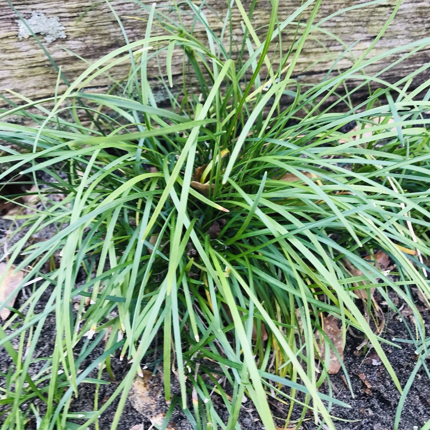 Mondo Grass Plugs - 50 Bare Root Evergreen Ground Cover for Borders - Perfect for Sun or Shade - Ophiopogon japonicus