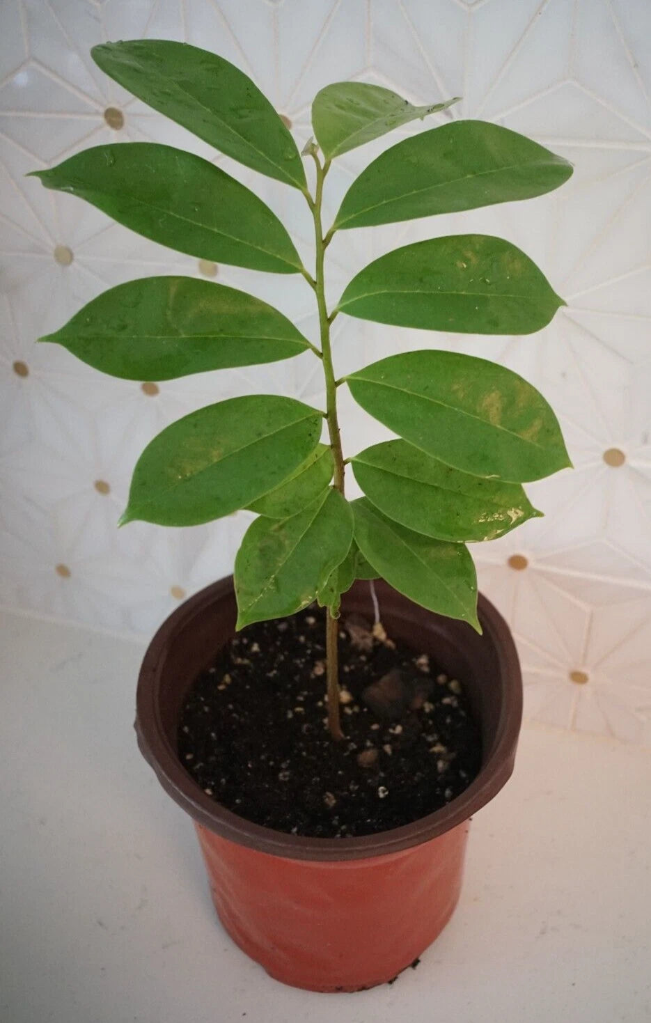 Soursop Tree 5'' Tropical Fruit Plant in Pot - Guanábana - Healthy Root System, Ready to Transplant (Annona muricata)