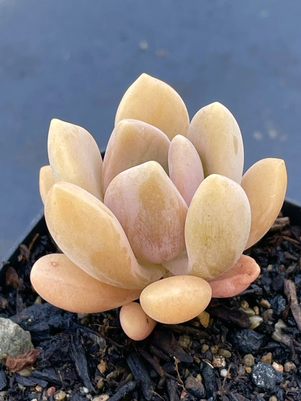 1-Inch Graptophytum 'Supreme' Rare Live Succulent Baby Plant - Purple-Blue Fleshy Leaves, Orange-Pink Color Under Stress