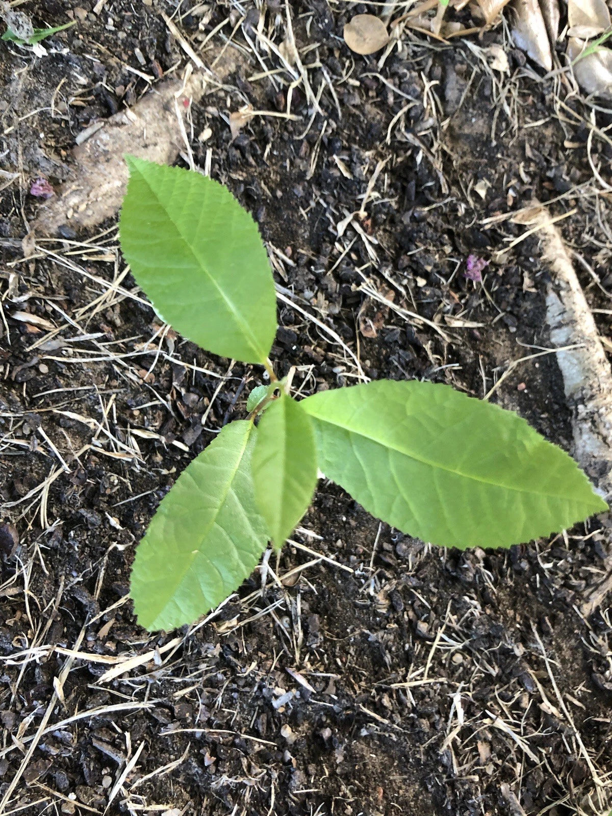 Live Pecan Tree Seedling - Rooted - Carya illinoinensis - Hardy Nut Tree for Landscaping and Orchards