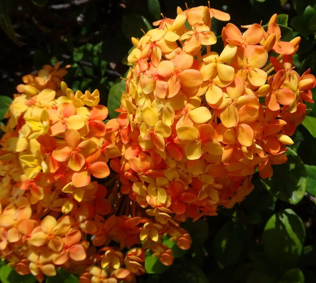 Dwarf Orange Ixora Starter Plant - Well Rooted Tropical Plant - Ixora Taiwanensis - Indoor/Outdoor Gardening