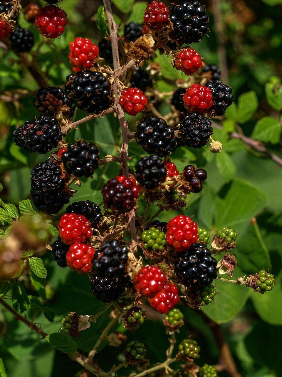 Organic Appalachian Thornless Blackberry Cuttings - 4 Count Unrooted, 6" Long - Rubus fruticosus