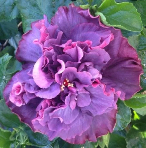 Small Rooted Tropical Hibiscus Starter Plant - Bayou Rose - Hibiscus rosa-sinensis - Ships Bare Root