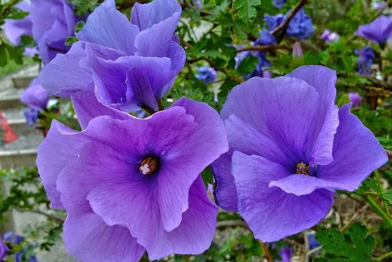 Live Well Rooted Starter Plant, Blue Hibiscus, Alyogyne huegelii, Healthy & Well-Rooted, Ideal for Potting and Care