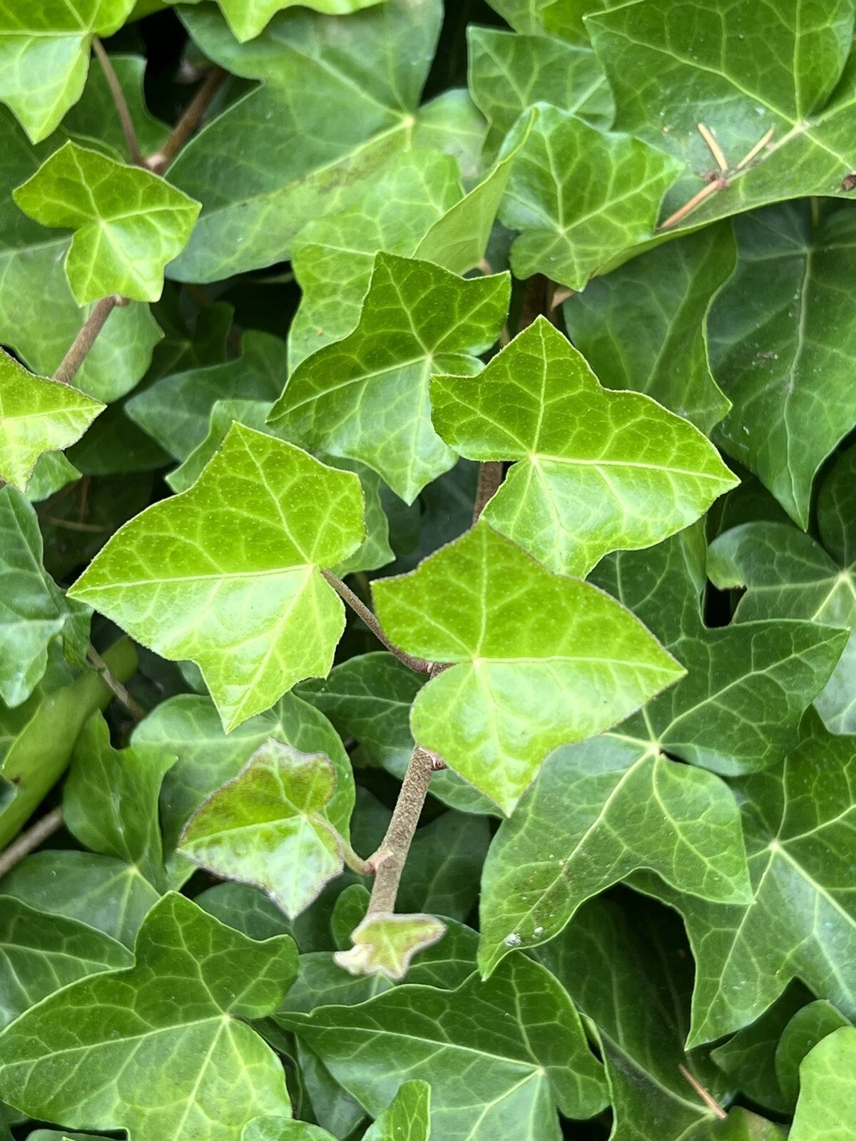 English Ivy Cuttings - 10 Organic Hedera Helix Vines - Pesticide-Free, Easy-to-Root, Ideal for Indoor or Outdoor Use
