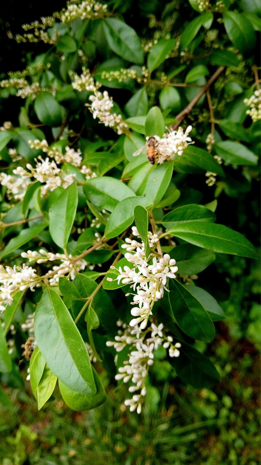 30 Bare Root Chinese Privet Hedge Plants 5-8 Inches - Ligustrum sinense - Fresh Live Plants for Privacy and Landscaping