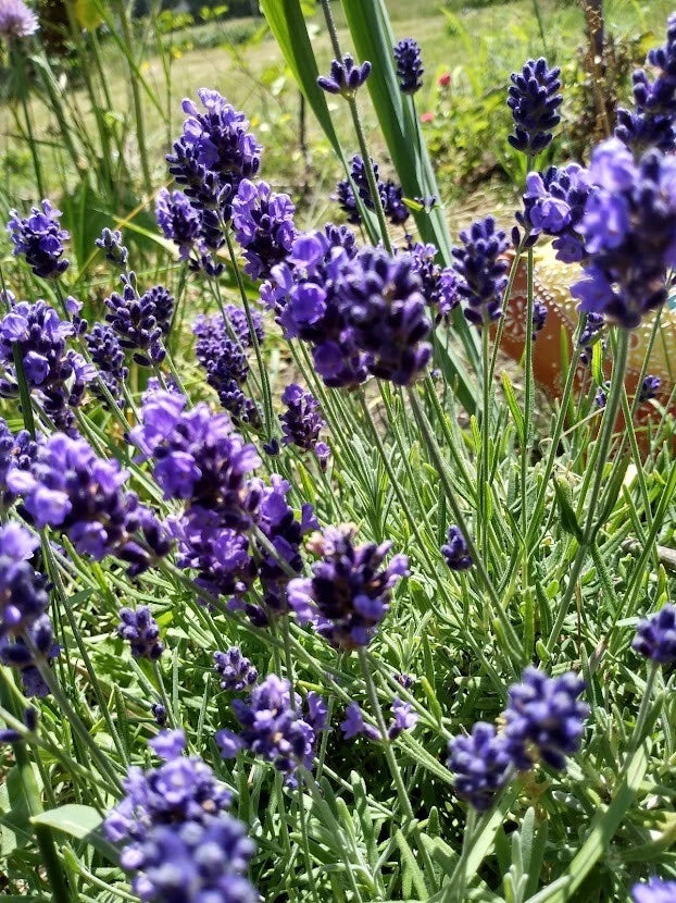 English Lavender Cuttings - 5 Organic Propagation Cuttings - Lavandula