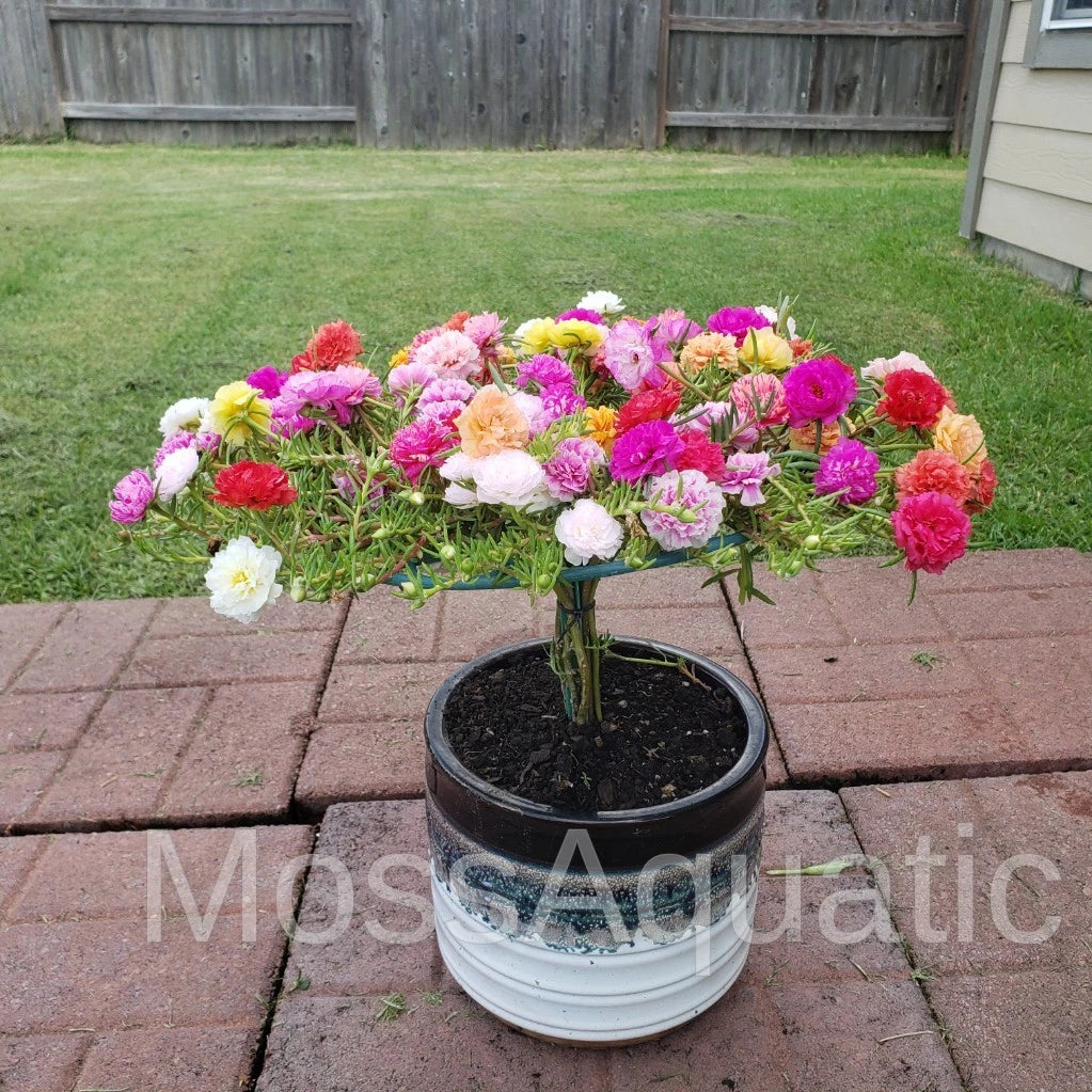 24 Unrooted Cuttings Mix - Moss Rose Varieties in 24 Colors - Portulaca Grandiflora - 3 to 4 Inches Long - Free Shipping