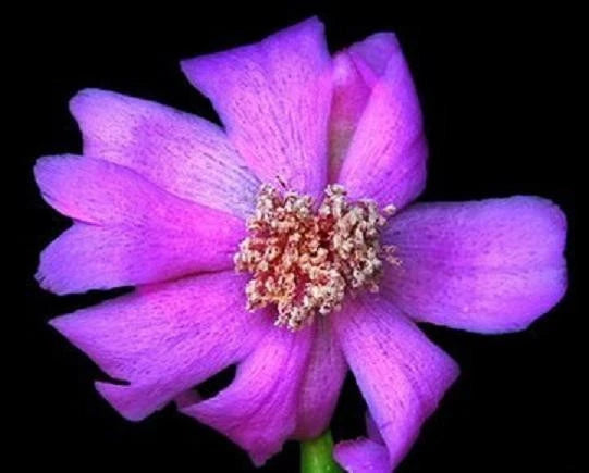 Rare Succulent Plant 4" Pot Pereskia Quisquellana Wax Rose Cactus - Exotic Cacti Collection for Unique Gardens