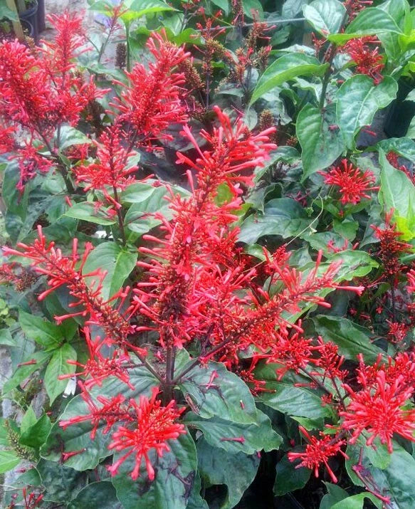 Fire Spike Red Starter Plant - Odontonema strictum - Hummingbird Attracting Rooted Plant for Home Gardens