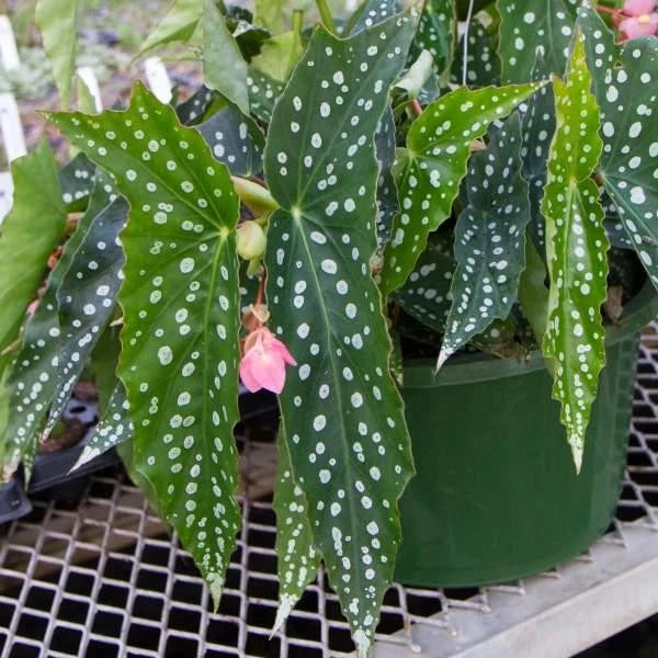 Angel Wing Begonia Starter Plant - 'My Special Angel' - Rooted Houseplant for Indoor Gardens - Begonia My Special Angel