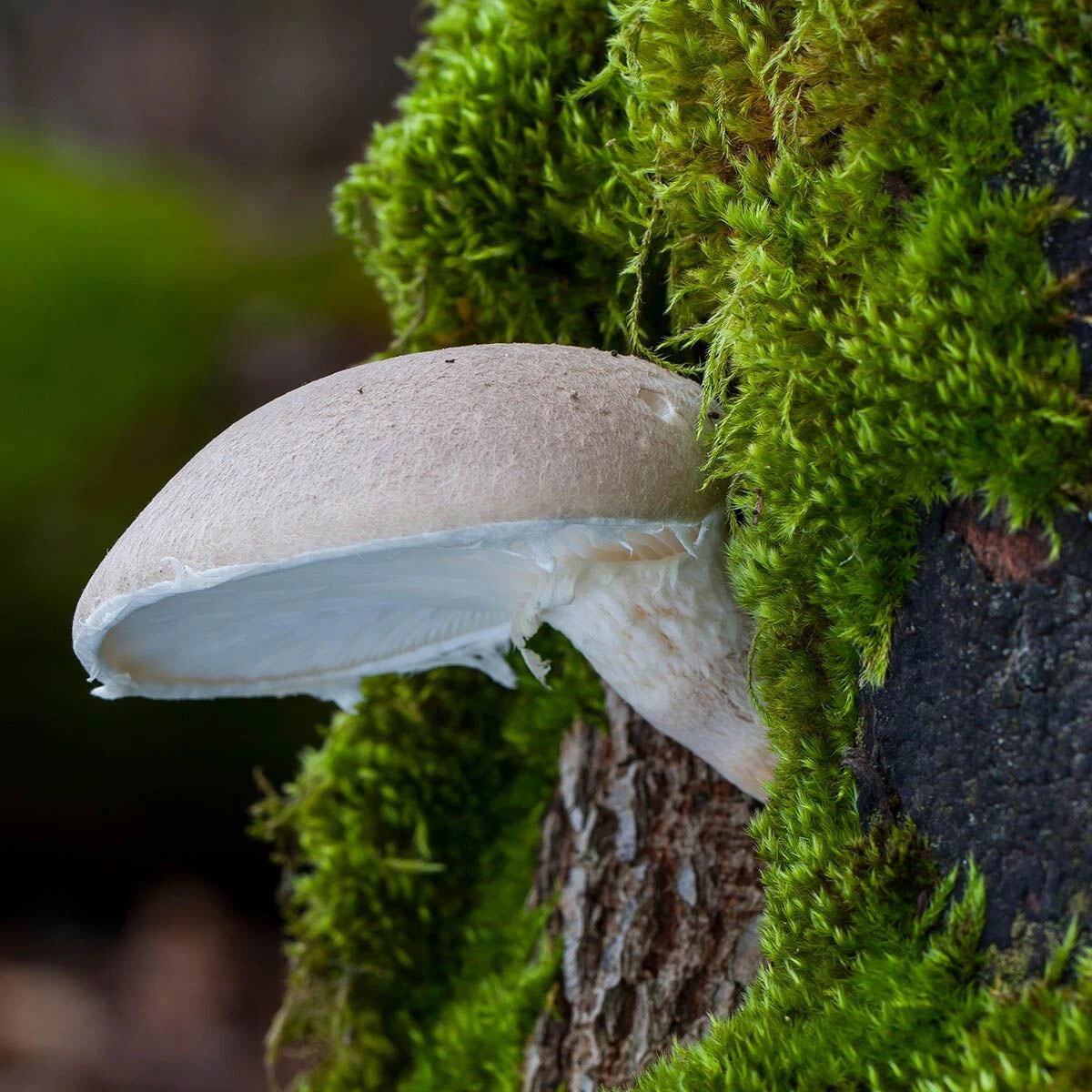 Veiled Oyster Mushroom Liquid Culture Syringe 12cc - Pleurotus dryinus, Gourmet Mushroom Cultivation Supply