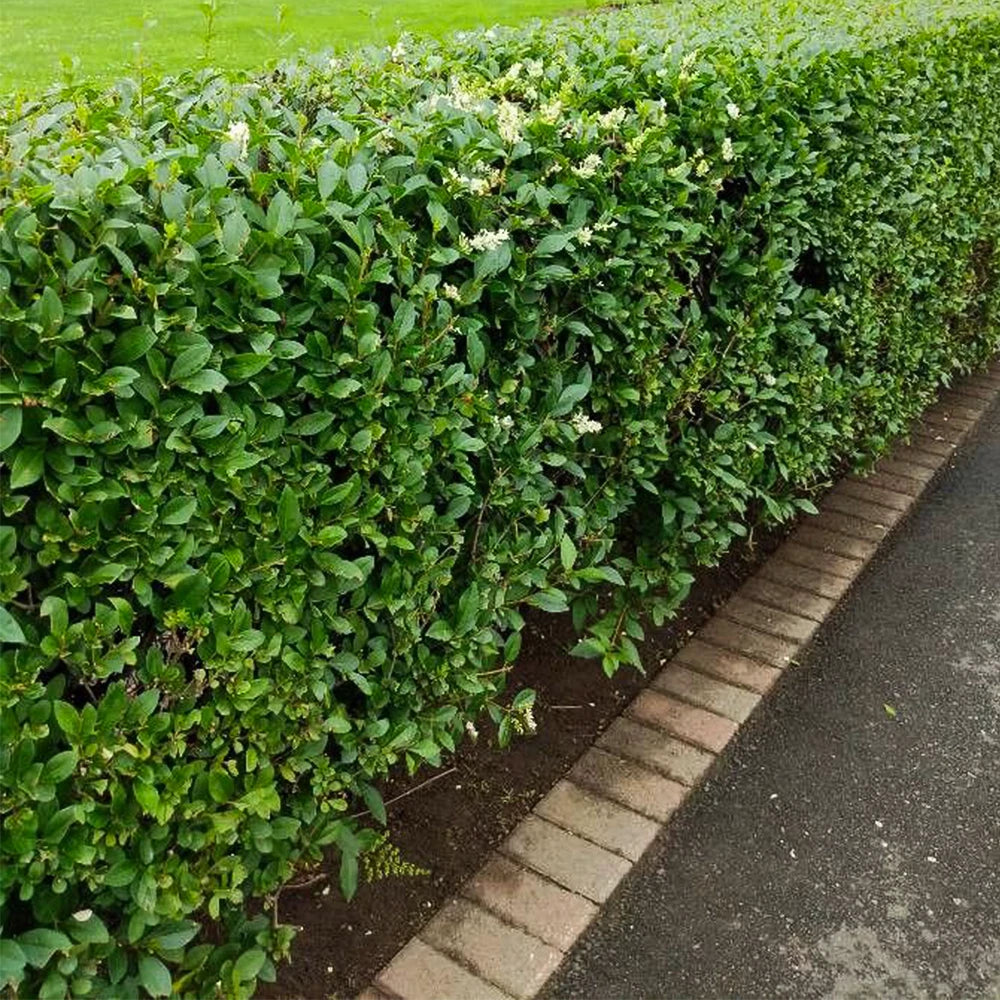 Common Privet Bare Root Starter Bush - Ligustrum vulgare