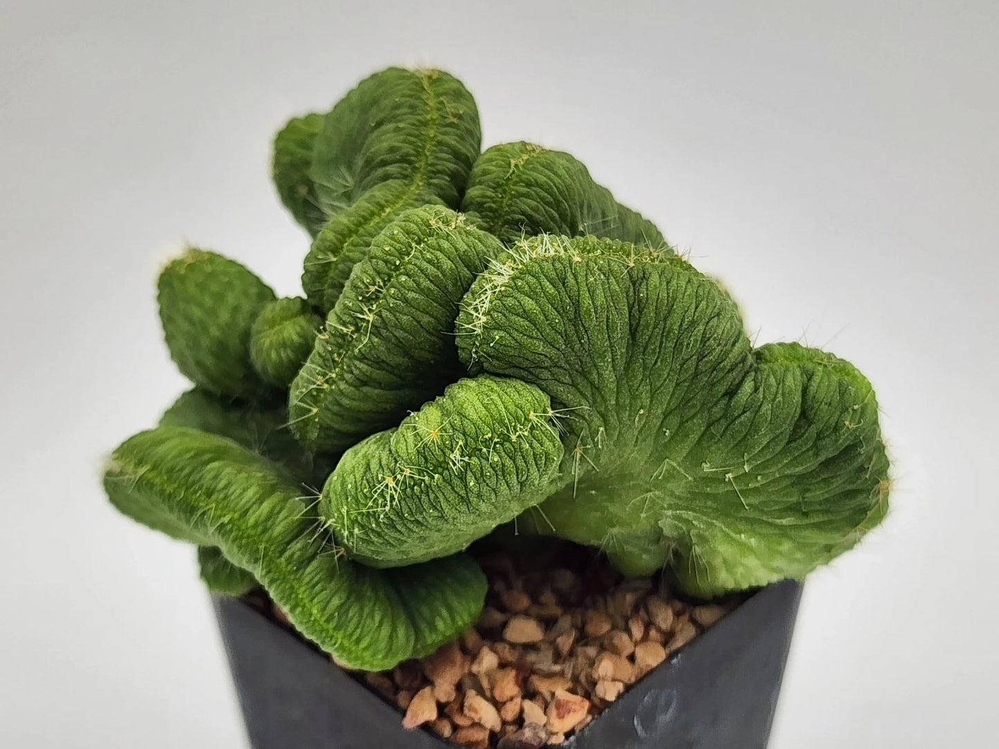 Cleistocactus colademononis Cutting - Crested Inermis - Rooted Monkey Tail Cactus - 2" Pot