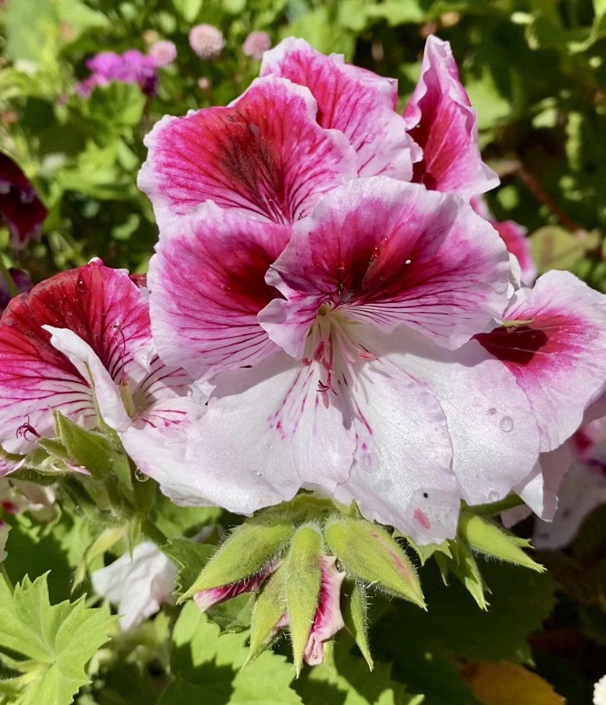 Geranium Cuttings 3-Pack Pink & White Pelargonium for Indoor/Outdoor Garden