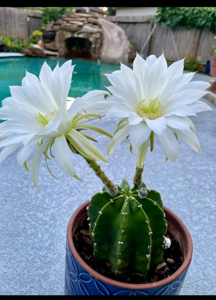 Succulent Cactus Plant - White Fragrant Flower - Ideal for Desert Conditions - Rooted - Perfect for Sunlight & Well-Drained Soil