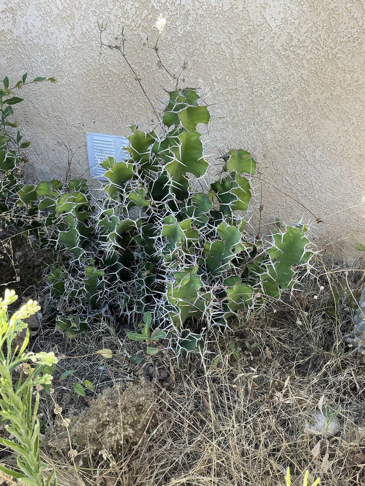 Lot of 2 Euphorbia pseudocactus Zig Zag Cactus Succulent Cuttings, No Roots, 12" Each, Unique Cactus Variety