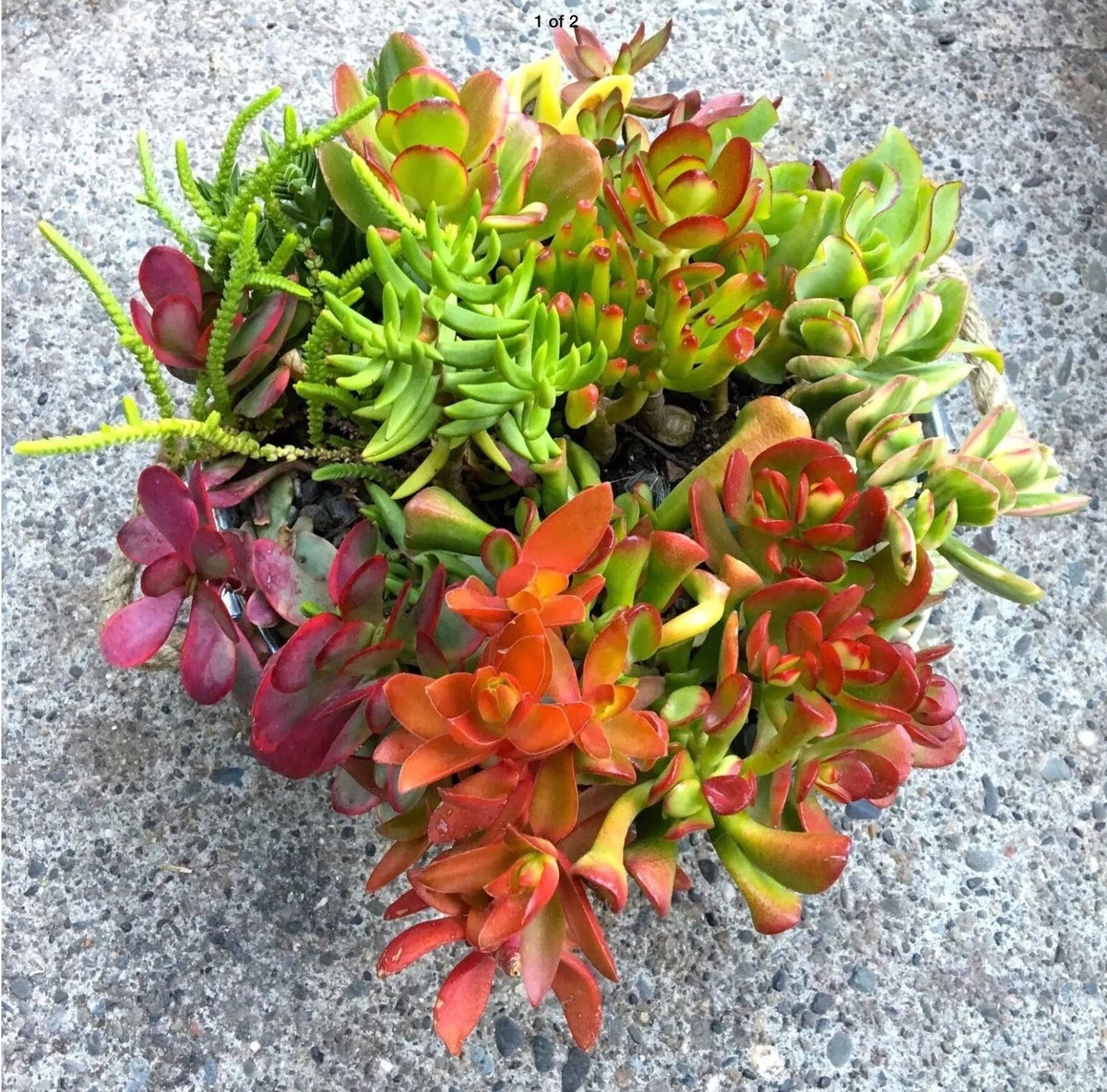 Crassula Jade Cuttings Collection - 10 Varieties, Colorful Succulent Cuttings, Crassula Ovata & More, Perfect for Beginners