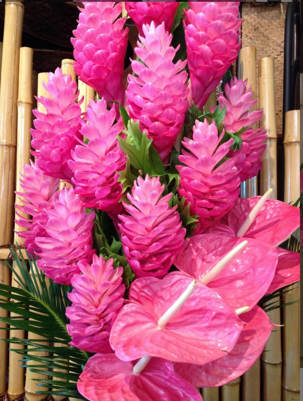 Hawaiian Hot Pink Ginger Plant - Small Rooted Starter - Alpinia Purpurata - Healthy Well-Rooted - Tropical Houseplant