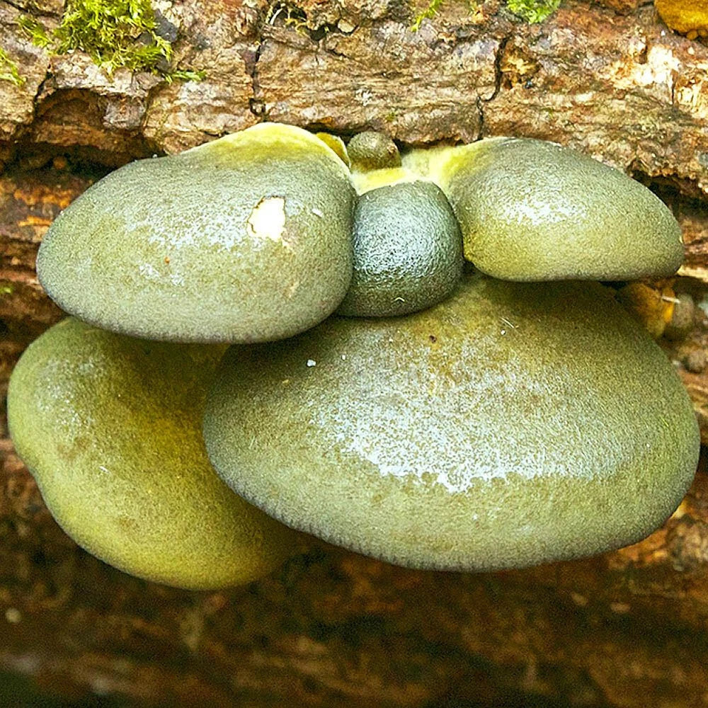 Olive Oysterling Liquid Culture Syringe 12cc - Panellus serotinus - Unique Bioluminescent Mushroom for Culinary Use
