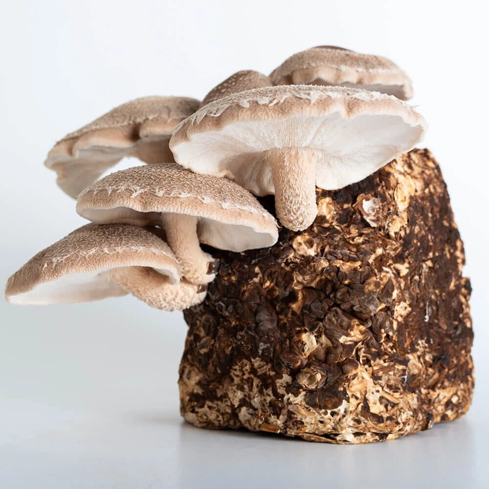Shiitake Liquid Culture Syringe 12cc - Shiitake 75 (Lentinula edodes) for Mushroom Cultivation & Gourmet Cooking