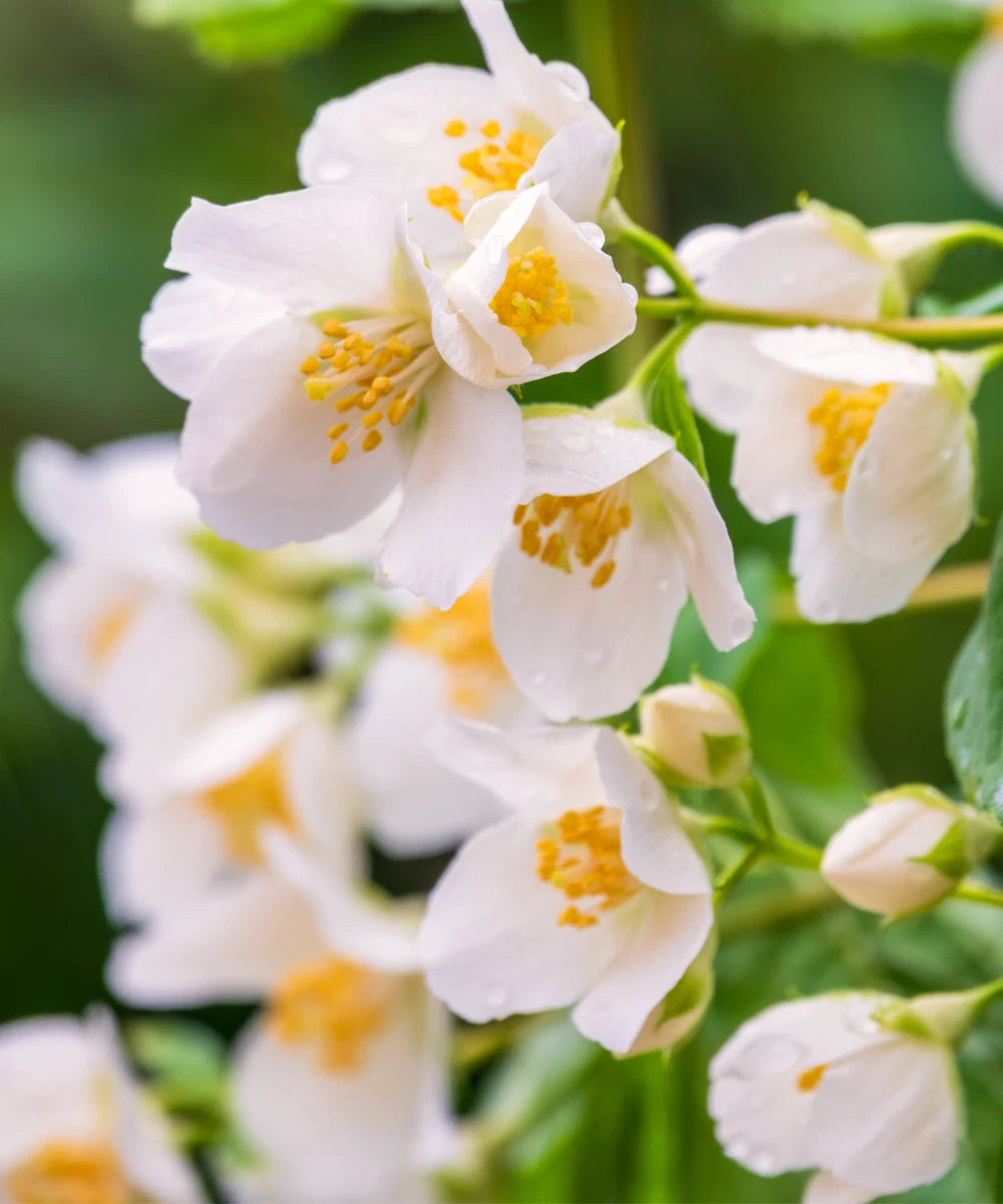 Sweet Mock Orange Cuttings - 10 Unrooted Fresh Cuttings for Rooting - Philadelphus coronarius