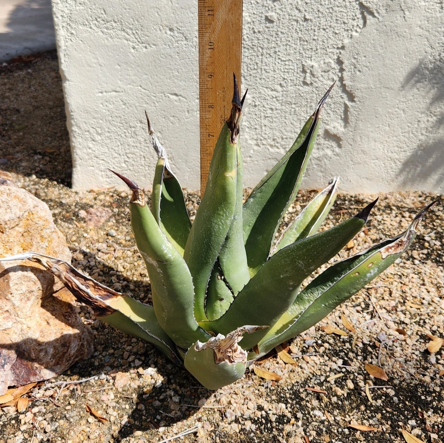 Agave Plant - Live Rooted Sharkskin Agave, Agave X 'Skarkskin', Succulent for Outdoor Garden, Low Water, Full Sun