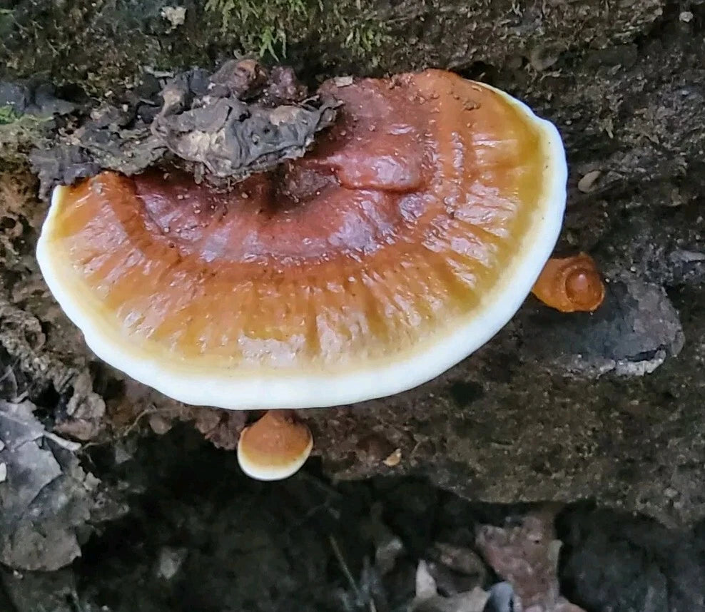 Reishi Liquid Culture 10ml+ – Ganoderma sessile (Lingzhi, Ling Chih) – East MO Clone for Medicinal Mushroom Growing