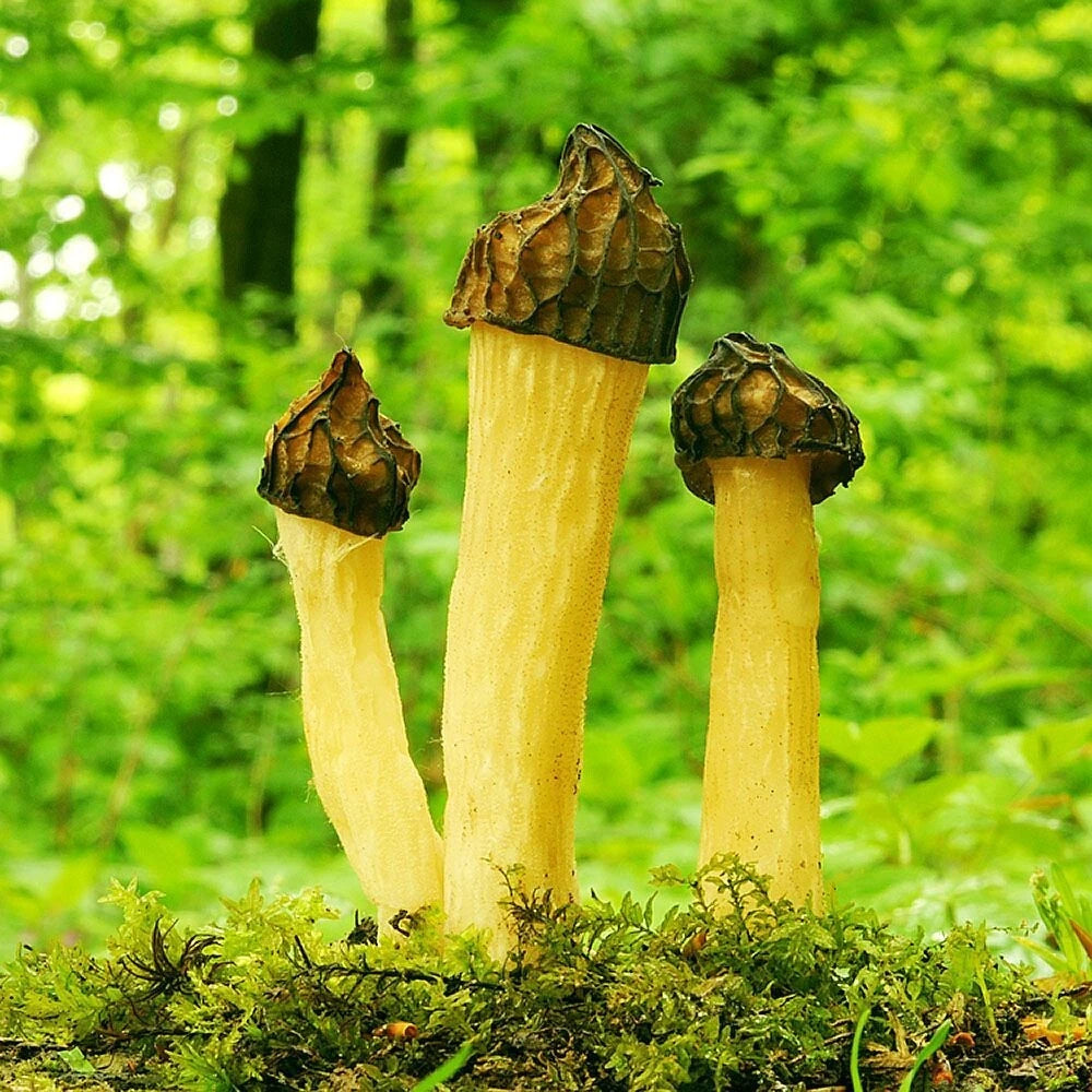 Half Free Morel Liquid Culture Syringe 12cc - Morchella semilibera - Gourmet Mushroom Cultivation