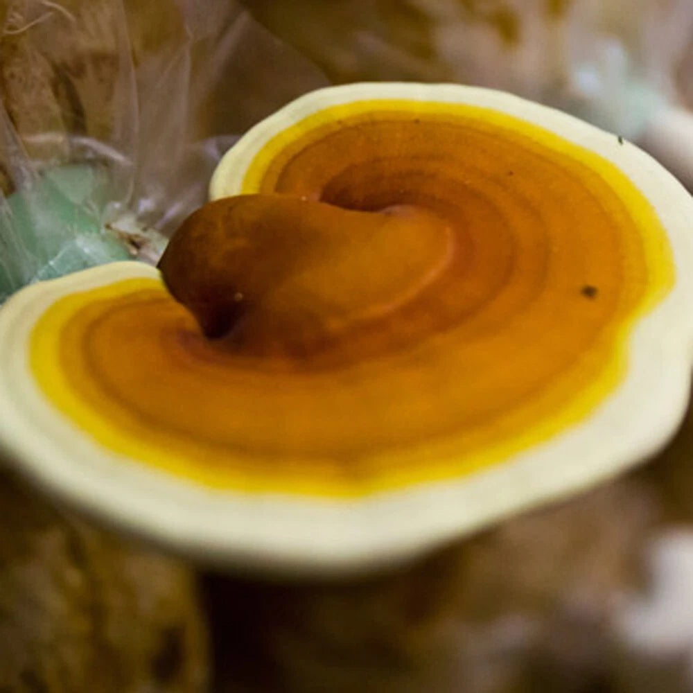 Yellow Reishi Mushroom Liquid Culture Syringe 10ml - Ganoderma Curtisii for Culinary Use, Contaminate-Free Fungi Starter