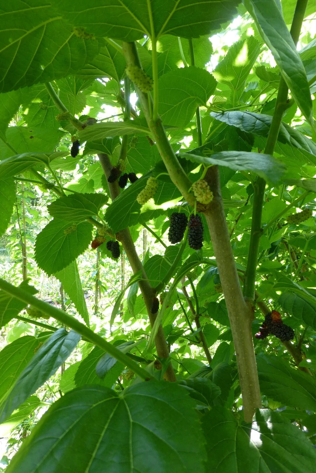 Mulberry Scions Cuttings Bundle of 5 - Select Variety: Shangri La, Florida Giant, Contorted, Beautiful Day - Grafting/Rooting