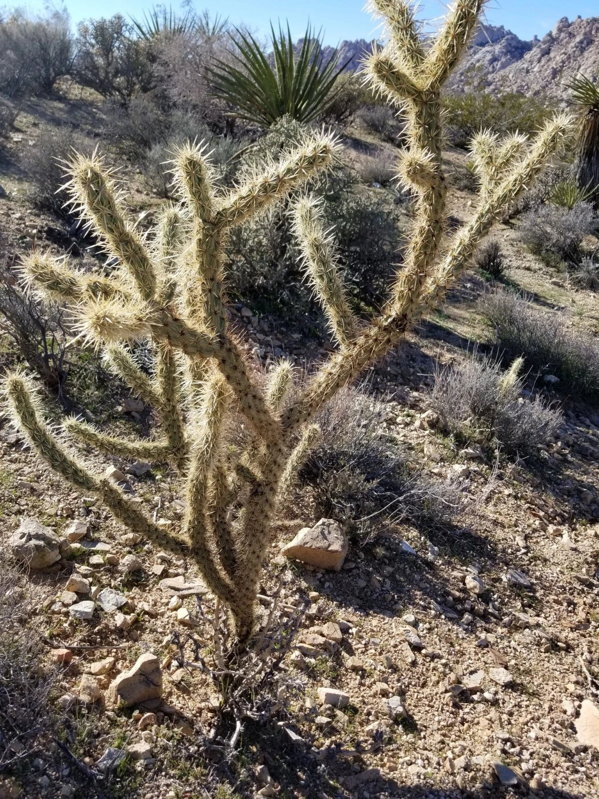 Cylindropuntia acanthocarpa Cane 1 Inch Diameter Yellow/Orange Flowers Buckhorn Cholla Cactus - Live Plant Cutting