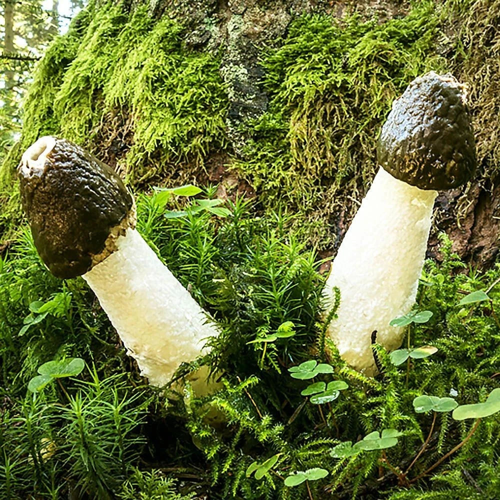 Common Stinkhorn Liquid Culture Syringe 12cc - Phallus impudicus for Mushroom Cultivation and Study