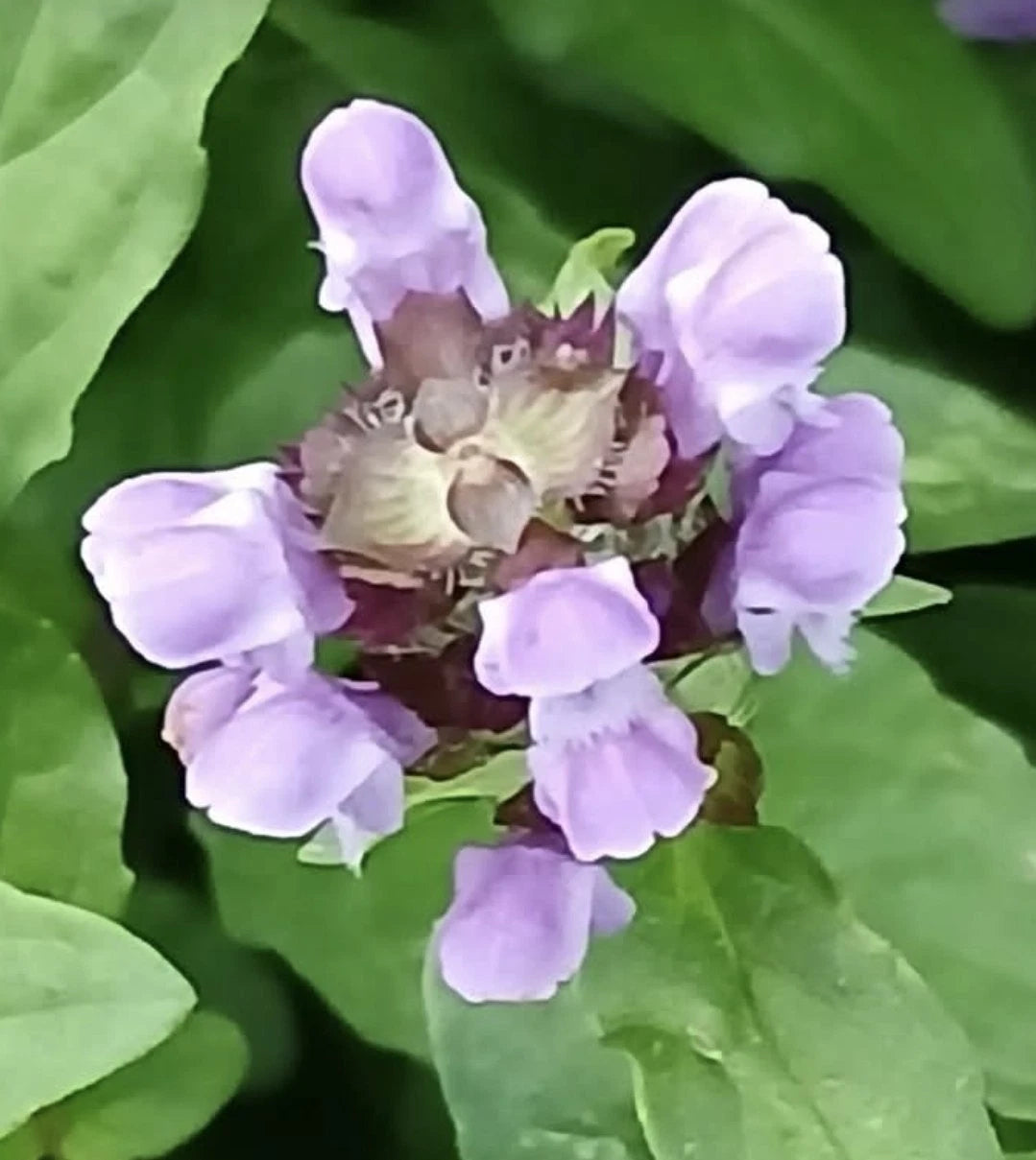 Self Heal Plant Bare Root - Purple Perennial - Prunella vulgaris for Outdoor Gardening in Zones 3-8