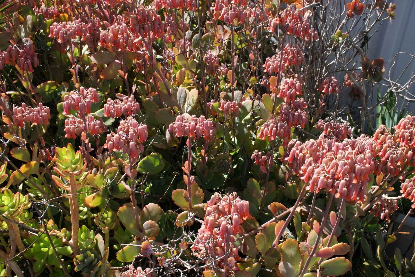 Succulent Cuttings Full Box Load Kalanchoe Fedtschenkoi 6-8 Inches - Colorful Indoor Plant Cuttings for Easy Rooting