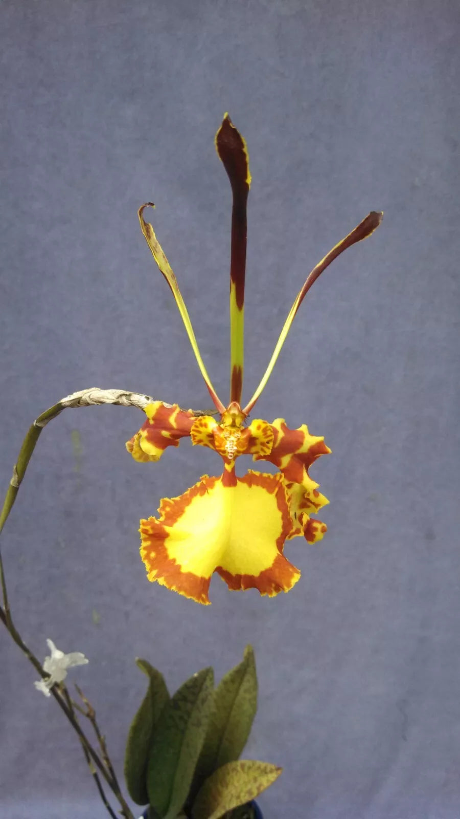 Psychopsis Orchid Plant in 2.5" Pot, Mendenhall 'Hildos' FCC/AOS, Unusual Flowering Variety (Psychopsis Butterfly x Psychopsis papilio)