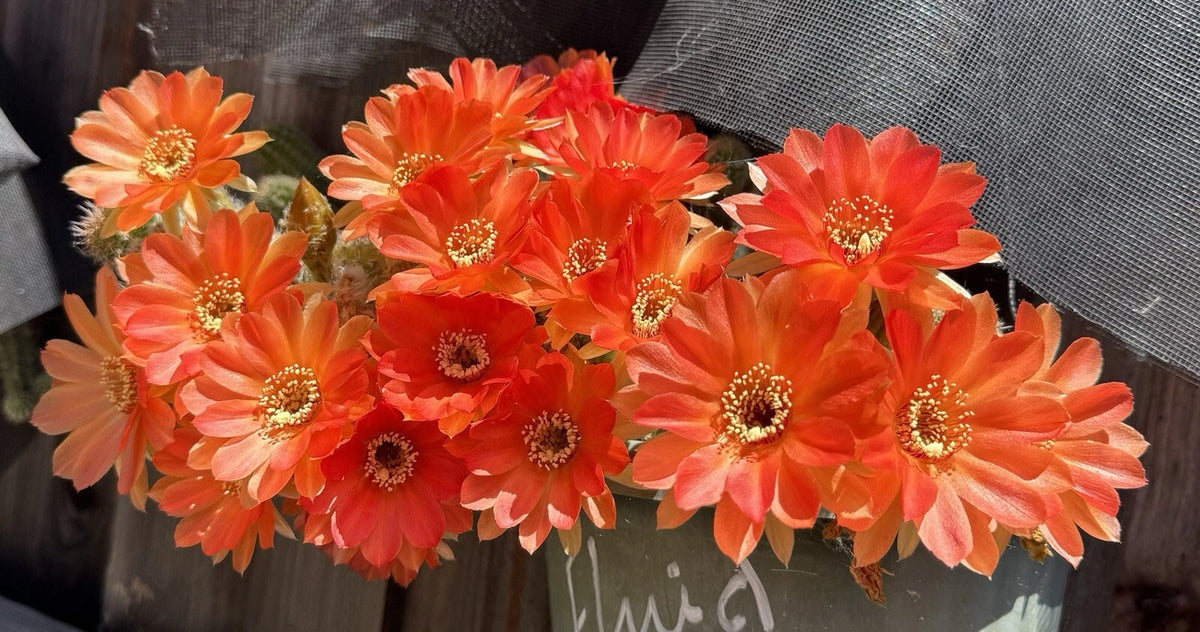 Peanut Cactus Plant - Rooted Chamaecereus-Lobivia Hybrid - Succulent - Bare Root - Unique European Variety