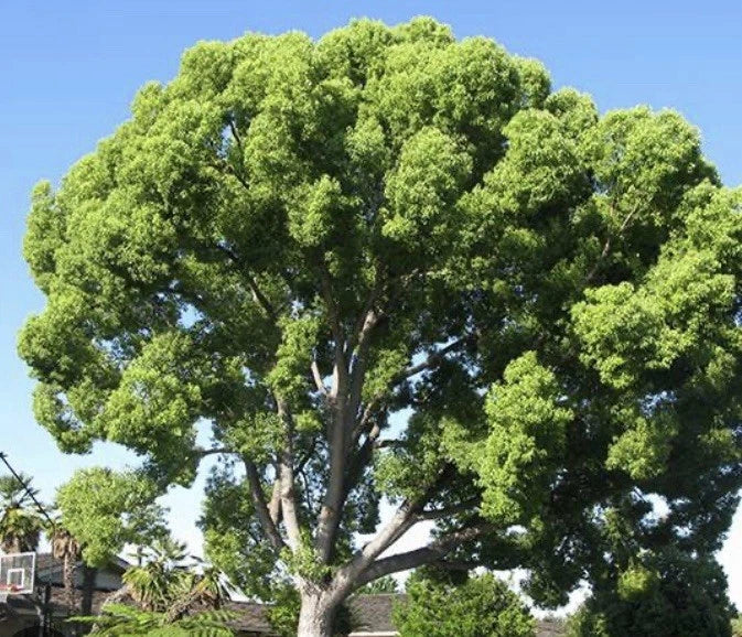 Lot of 4 Camphor Tree Seedlings 6-8" - Well-Rooted Cinnamomum camphora for Landscaping & Gardening