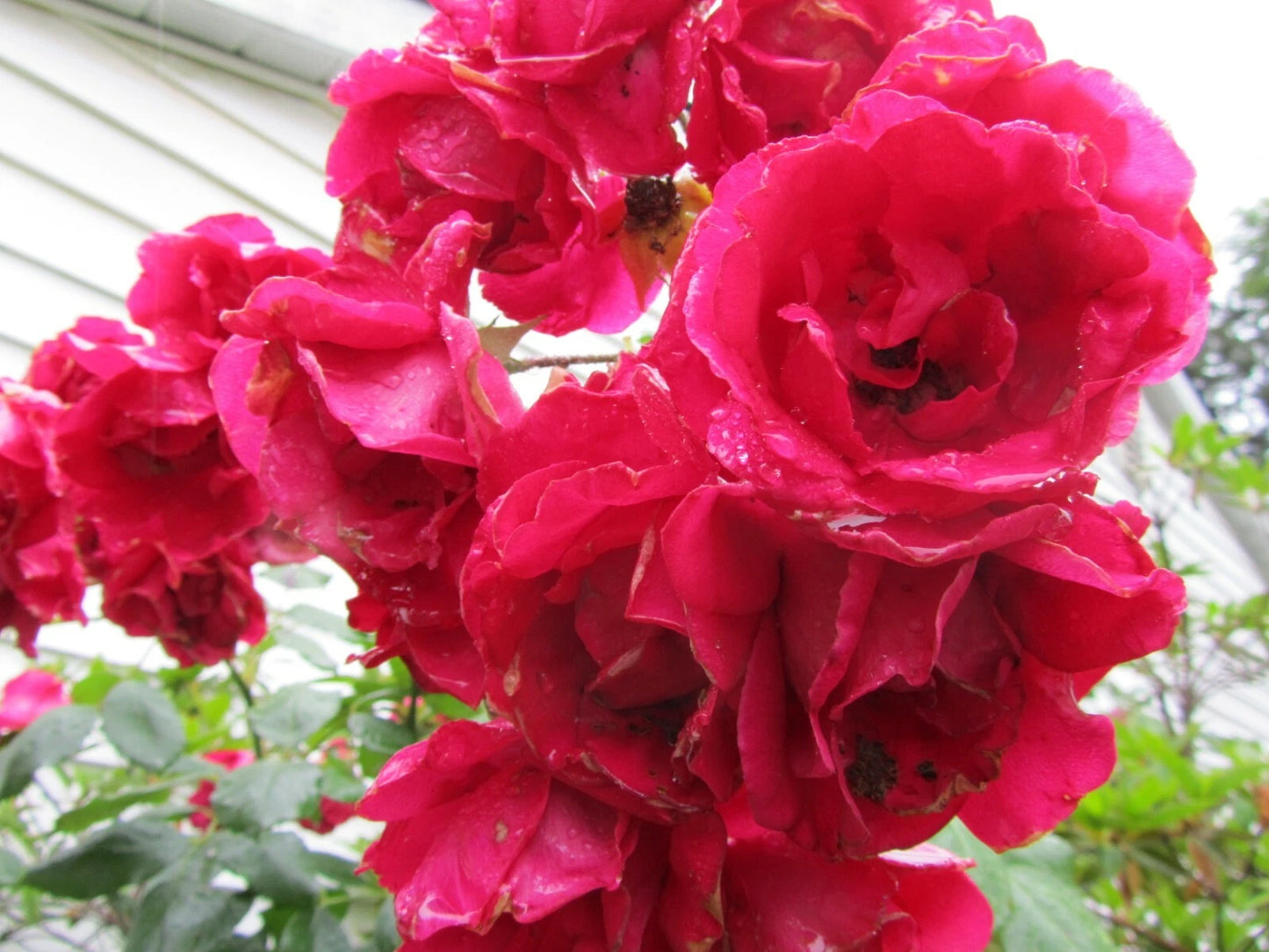 Red Rose Cuttings - 5+ Organic Fresh Cuttings Ready to Root - Rosa rubiginosa