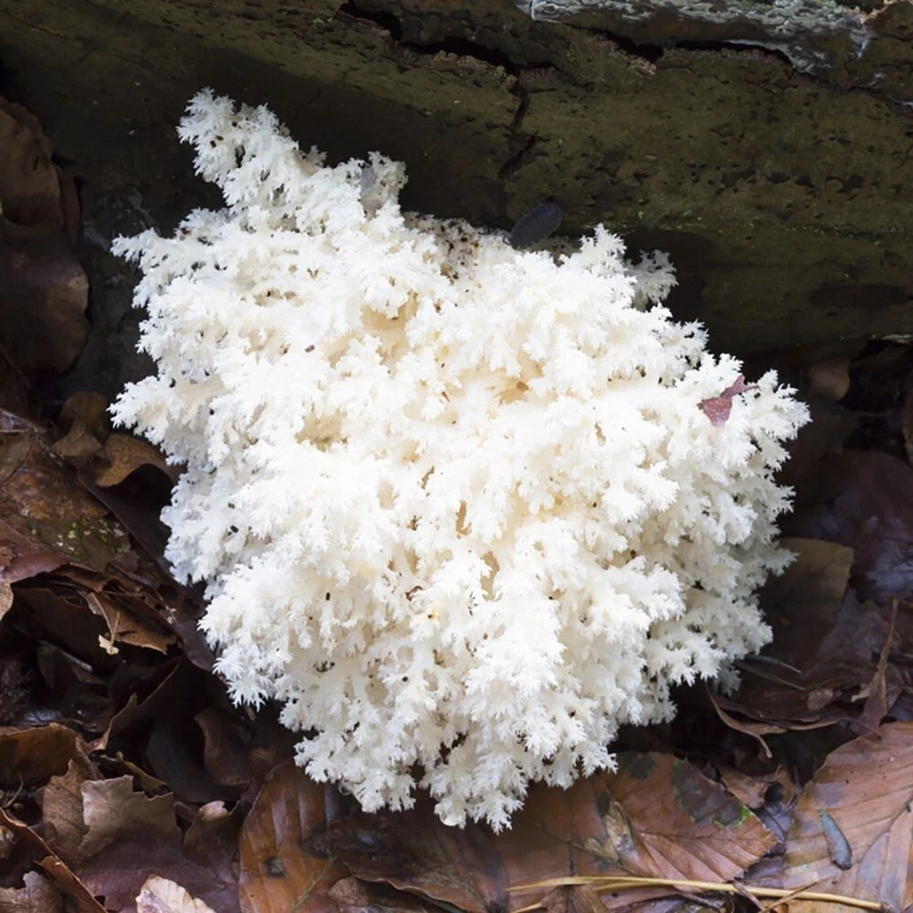 Coral Tooth Mushroom Liquid Culture Syringe 12cc Hericium coralloides - Gourmet Edible Fungi for Home Cultivation