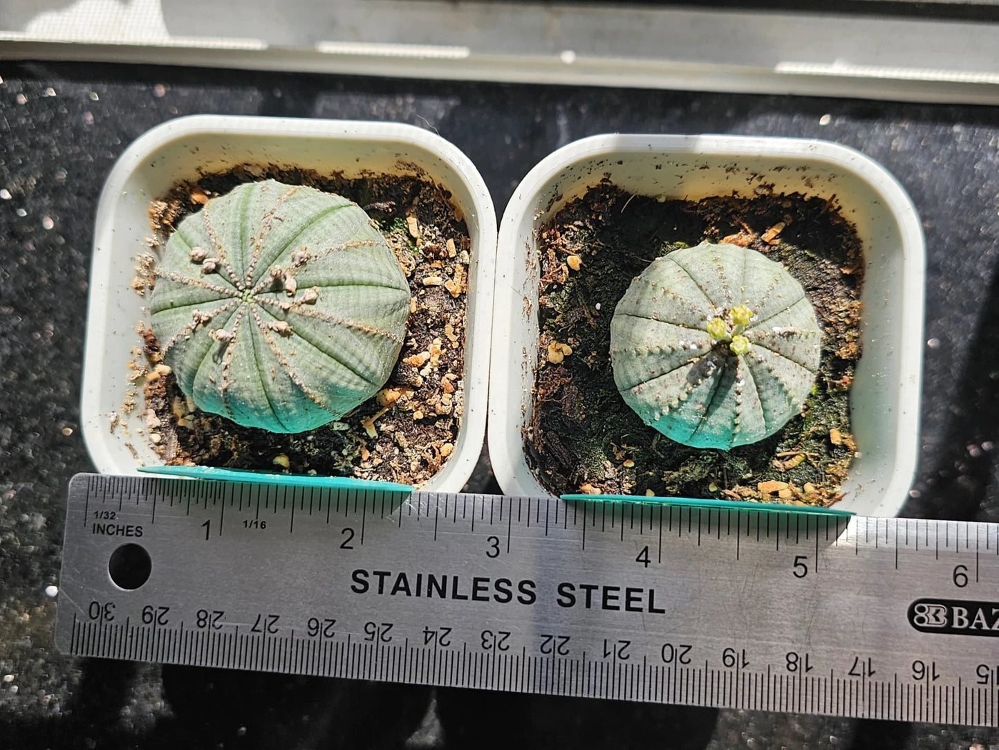 Euphorbia Obesa Succulent Plant Set - Male and Female Pair - Bare Root, Unique Cacti Variety, Perfect for Collectors