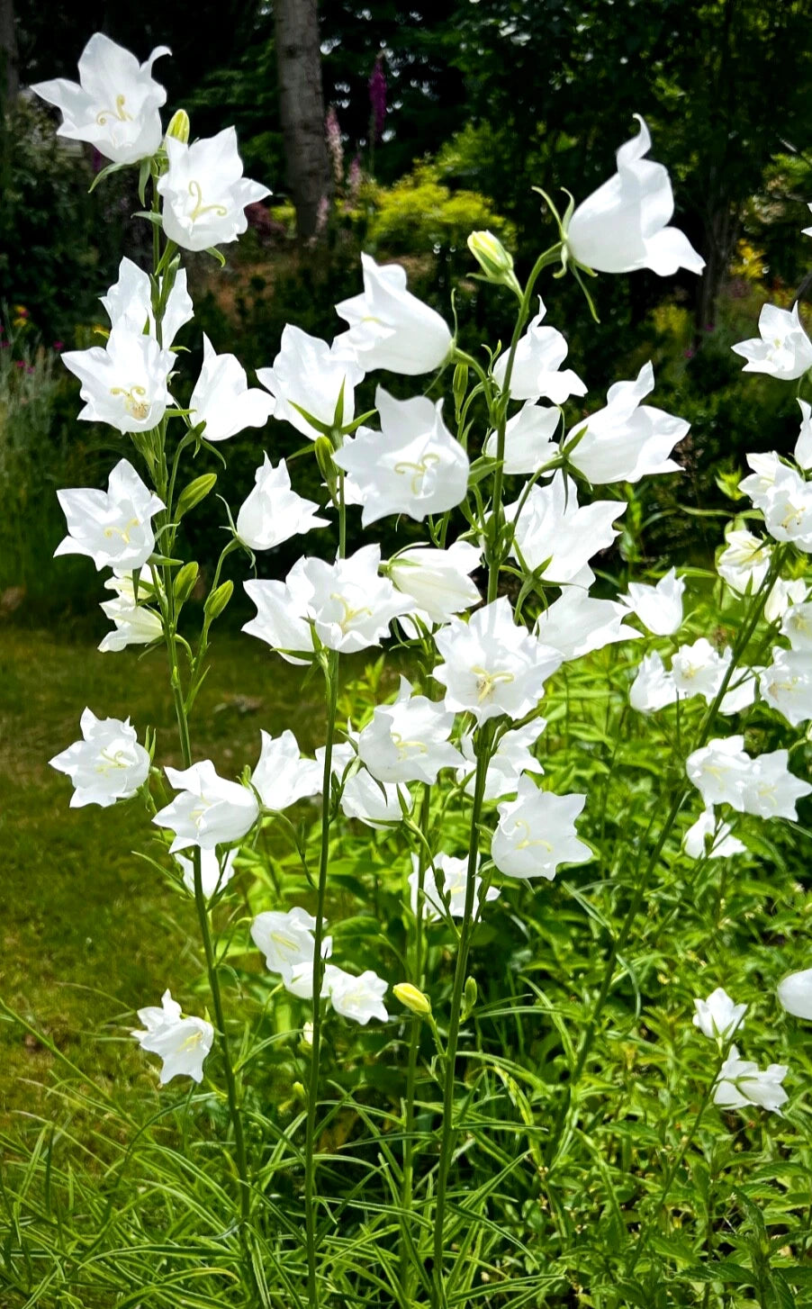 5 White Bellflower Perennial Plants - Campanula Persicifolia - Hardy, Elegant, Low Care - Perfect for Garden Borders