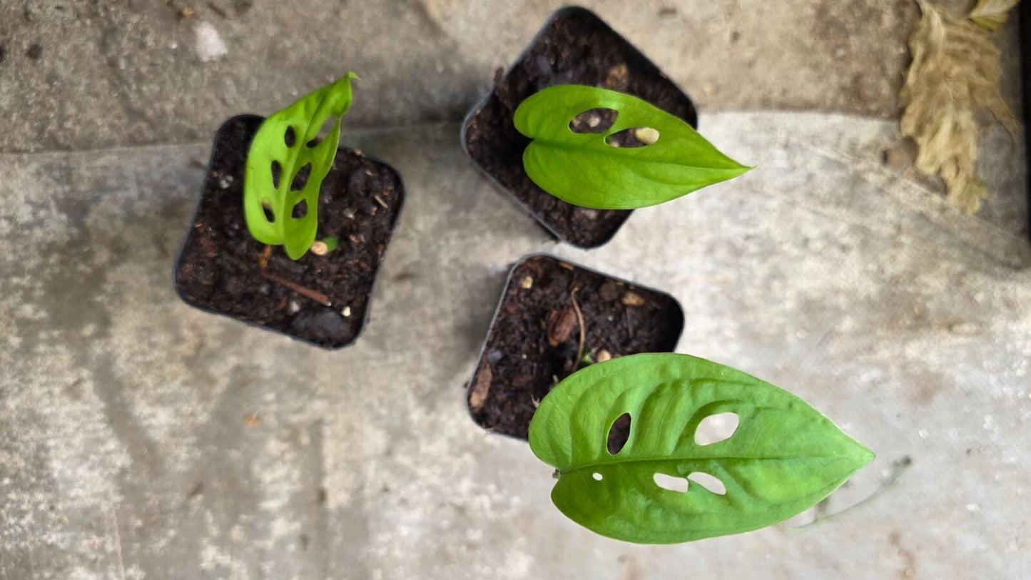 Monstera Adansonii Rooted Node - Swiss Cheese Plant with New Leaf - Easy Care Indoor Tropical Plant - Monstera Deliciosa