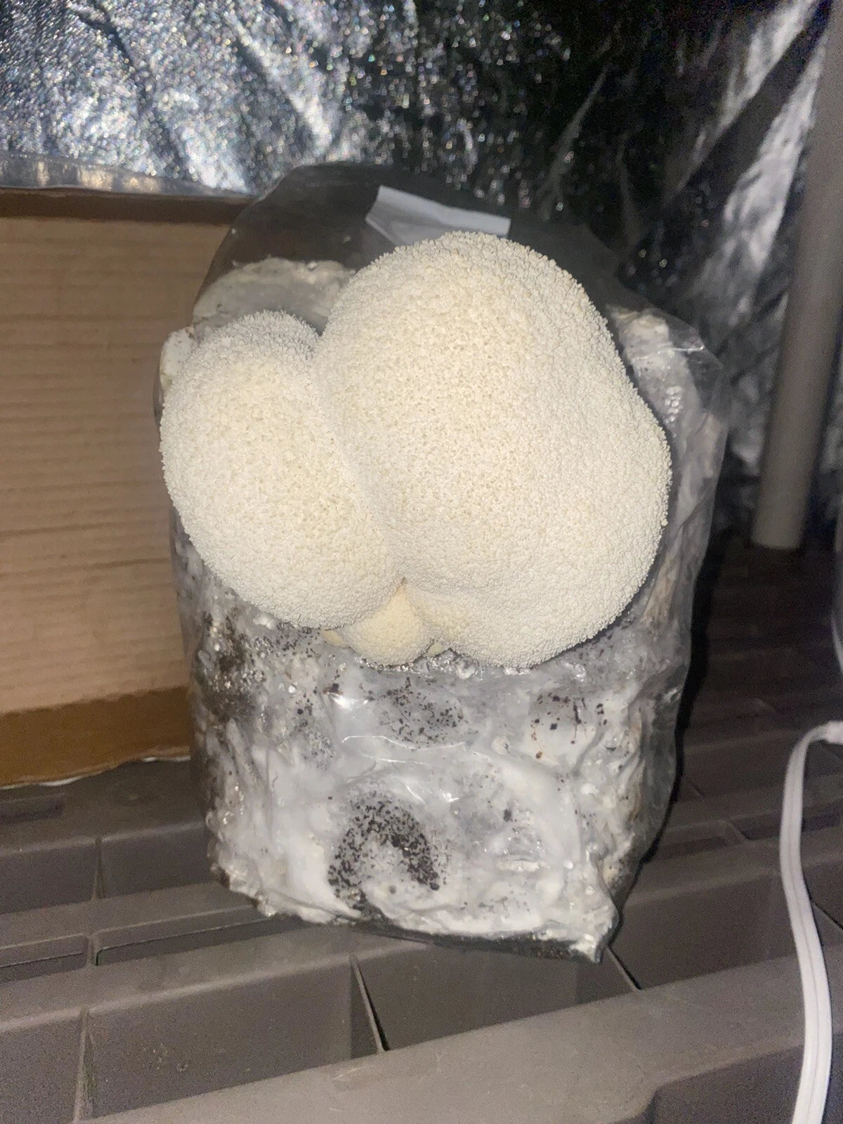 Lion's Mane Mushroom Grow Bag 5 LB Inoculated H. erinaceus