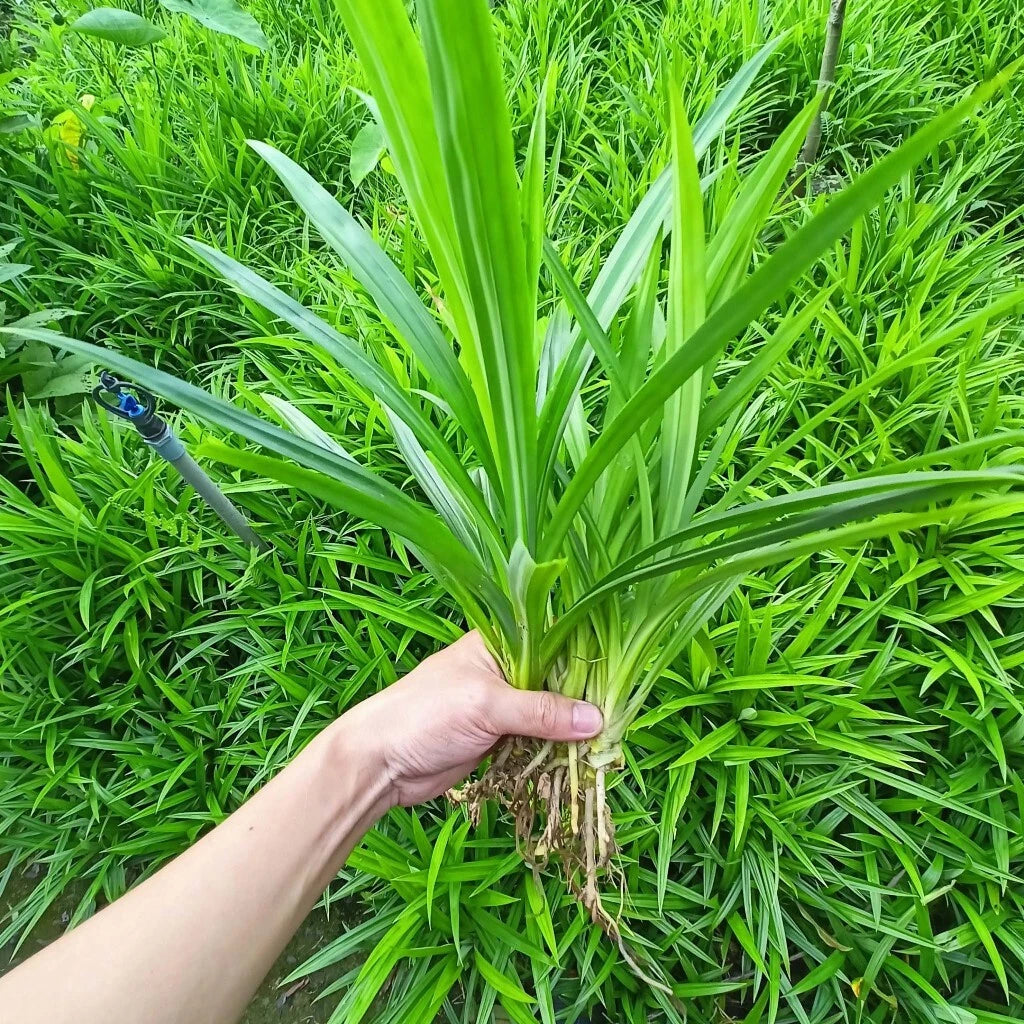 Live Pandan Plant - 10 Inch Pot - Pandanus amaryllifolius - Fresh Culinary Herb - Medium Watering & Growth Rate