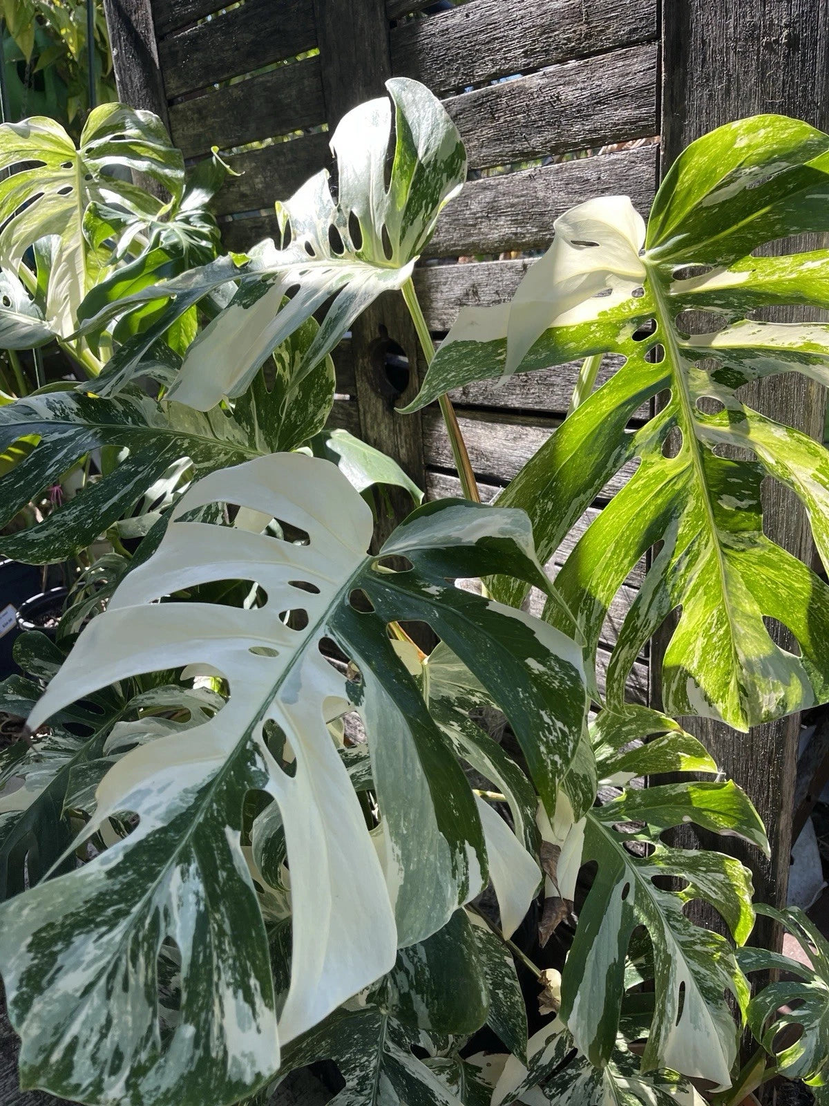 Monstera Albo Cutting (1) - Tropical Houseplant, Green Variegated Leaves, Monstera deliciosa 'Albo Variegata'