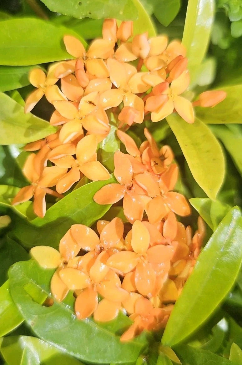 Dwarf Orange Ixora Live Plant - 5 to 7 Inches - Ixora coccinea 'Taiwanese Orange' - Compact Tropical Shrub for Borders & Containers